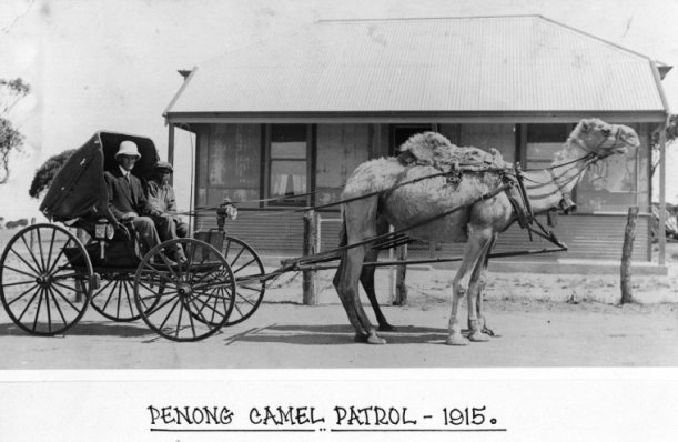 camel_patrol_image small