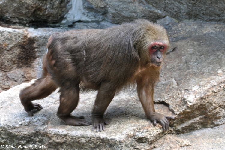 macaque