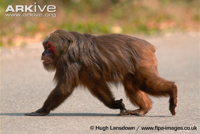 stump-tailed macaque