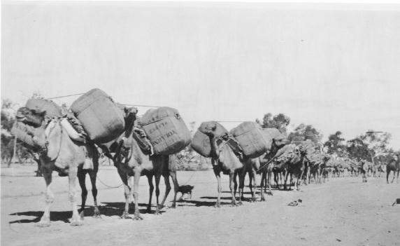 9_Camel_train_with_tolarno_wool_1914