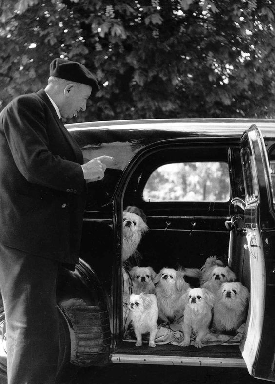 doggies - doisneau
