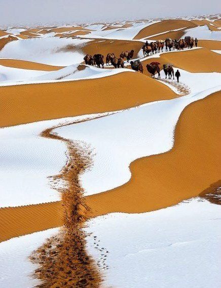 gobi in winter